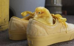 Vans推毛绒绒小鸡鞋　网友：穿了就不会犯